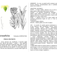 Inula_spiraeifolia.pdf