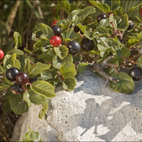 Frangula_rupestris1.jpg