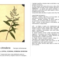Aloysia_citrodora.pdf