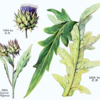 Cynara_scolymus_1.jpg