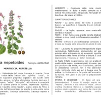 Satureja_nepetoides.pdf