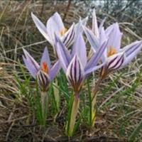 Crocus_reticolatus_1.jpg
