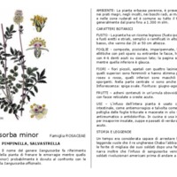 Sanguisorba_minor.pdf