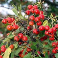 Crataegus_monogyna_1.jpg