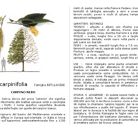 Ostrya_carpinifolia.pdf