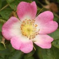 Rosa_canina_1.jpg