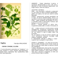 Hedera_helix.pdf