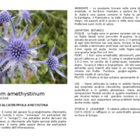 Eryngium_amethystinum.pdf