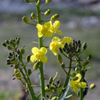Brassica_oleracea_1.jpg