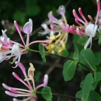 Lonicera etrusca_fiori.jpg