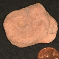 Harpoceras1.JPG