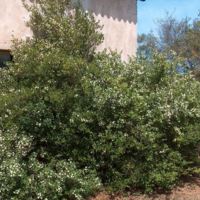 Myrtus_communis_1.jpg