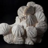 pecten.jpg