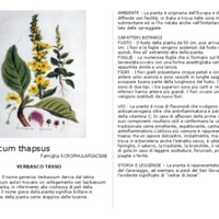 Verbascum_thapsus.pdf