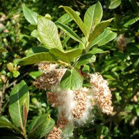 Salix_cinerea_1.jpg
