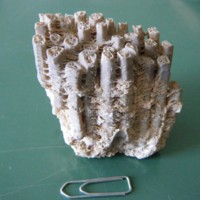 Cladocora_caespitosa_1.jpg