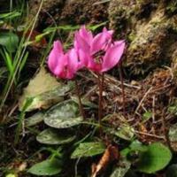 Cyclamen_purpurescens_3.jpg