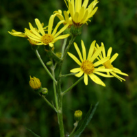 Senecio_paludosus_1.jpg