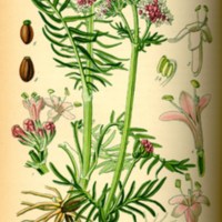 Valeriana_officinalis.jpg