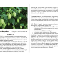 Humulus_lupulus.pdf