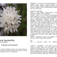 Cephalaria_leucantha.pdf
