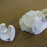 Megalodon_gumbeli_1.jpg