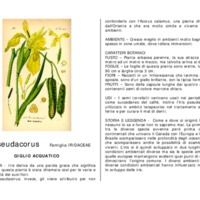 Iris_pseudacorus.pdf
