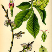 Ulmus_minor.jpg