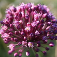Allium_vineale_1.jpg