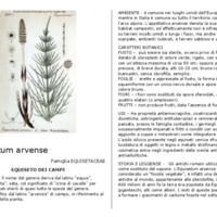 Equisetum_arvense.pdf