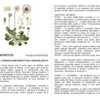 Bellis_perennis.pdf