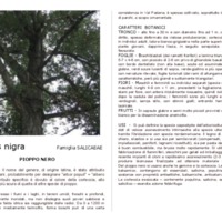 Populus_nigra.pdf