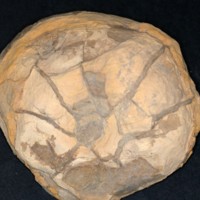 Scutella.jpg