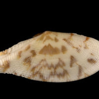 Tellinella_listeri.jpg