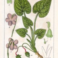 viola-hirta-1108.jpg