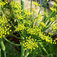 Foeniculum_vulgare_1.jpg