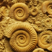 Dactylioceras_2.jpg