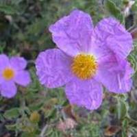 Cistus_incanus_1.jpg