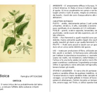 Urtica_dioica.pdf
