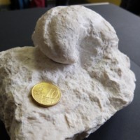 Hippuritidae_2.jpg