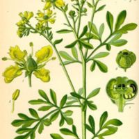 ruta-graveolens.jpg