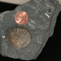 Pecten_jacobaeus.jpg