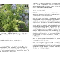 Asparagus_Acutifolius.pdf