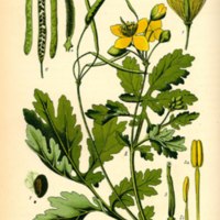 Chelidonium_majus_1.jpg