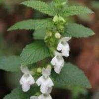 melittis_melissophyllum_2.jpg