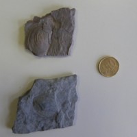 Claraia_clarai_1.jpg