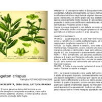 Potamogeton_crispus.pdf
