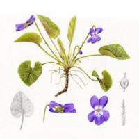Viola alba_1.jpg