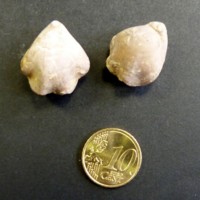 Terebratula_terebratula_1.jpg