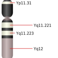 800px-Chromosome_Y.svg.png 800px-Chromosome_Y.svg.png